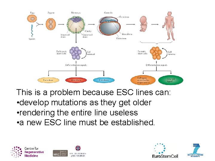 This is a problem because ESC lines can: • develop mutations as they get
