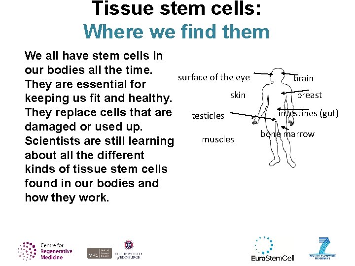 Tissue stem cells: Where we find them We all have stem cells in our
