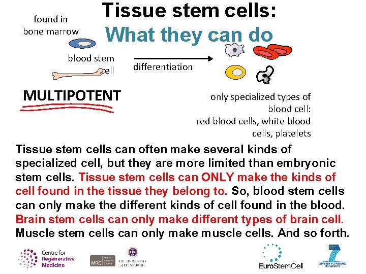 found in bone marrow Tissue stem cells: What they can do blood stem cell