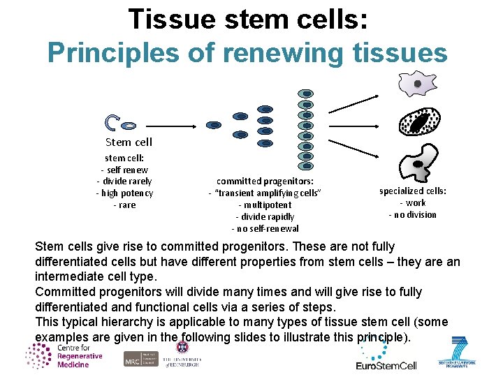 Tissue stem cells: Principles of renewing tissues Stem cell stem cell: - self renew