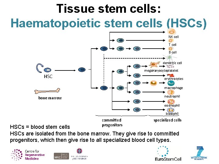 Tissue stem cells: Haematopoietic stem cells (HSCs) NK cell T cell B cell dendritic