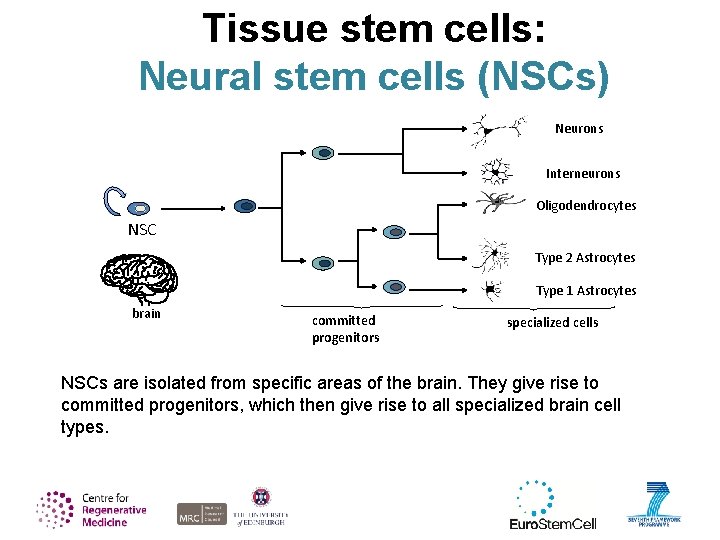 Tissue stem cells: Neural stem cells (NSCs) Neurons Interneurons Oligodendrocytes NSC Type 2 Astrocytes
