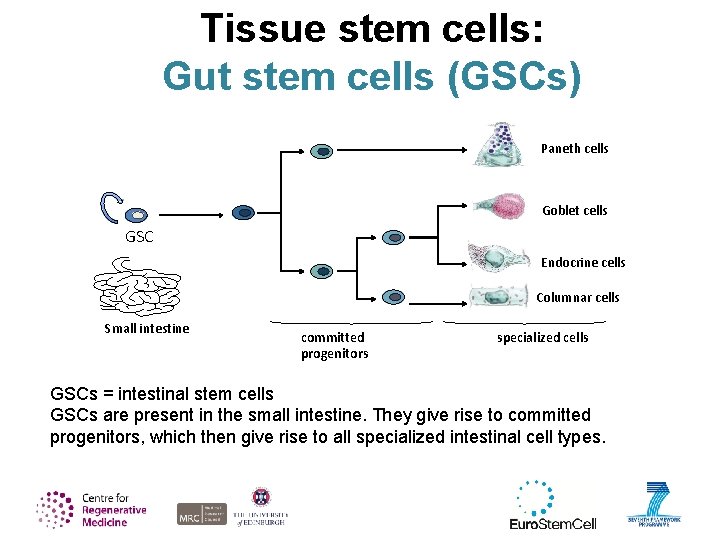 Tissue stem cells: Gut stem cells (GSCs) Paneth cells Goblet cells GSC Endocrine cells