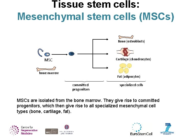 Tissue stem cells: Mesenchymal stem cells (MSCs) Bone (osteoblasts) MSC Cartilage (chondrocytes) bone marrow
