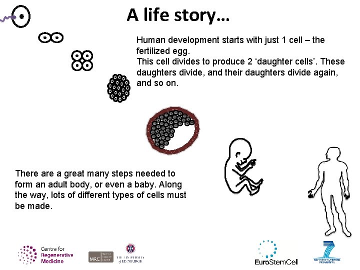 A life story… Human development starts with just 1 cell – the fertilized egg.