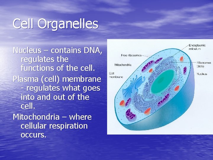 Cell Organelles Nucleus – contains DNA, regulates the functions of the cell. Plasma (cell)