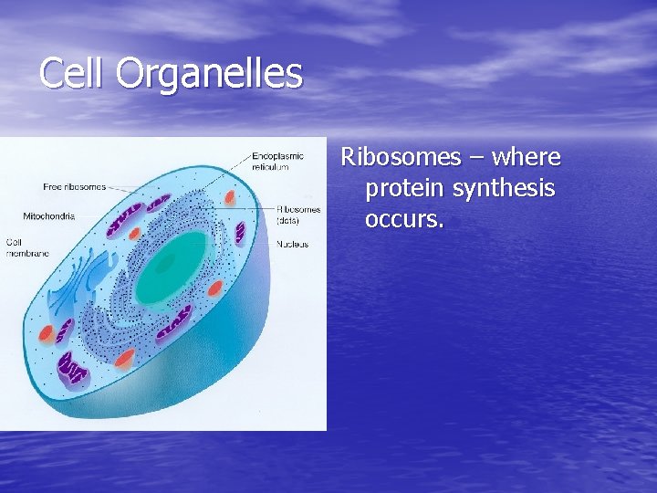 Cell Organelles Ribosomes – where protein synthesis occurs. 