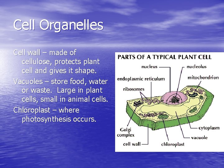 Cell Organelles Cell wall – made of cellulose, protects plant cell and gives it