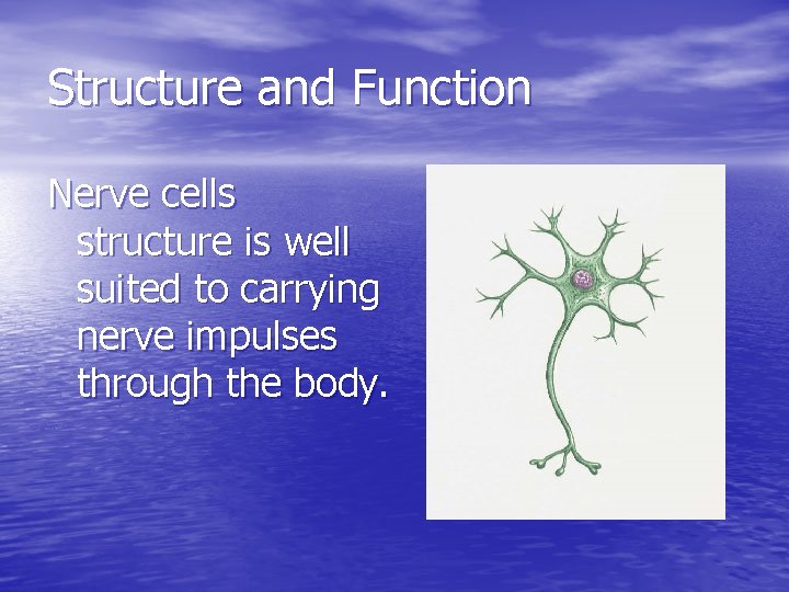Structure and Function Nerve cells structure is well suited to carrying nerve impulses through