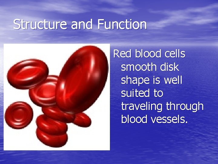 Structure and Function Red blood cells smooth disk shape is well suited to traveling