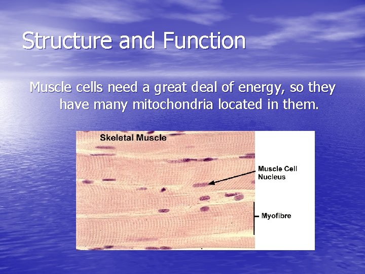 Structure and Function Muscle cells need a great deal of energy, so they have