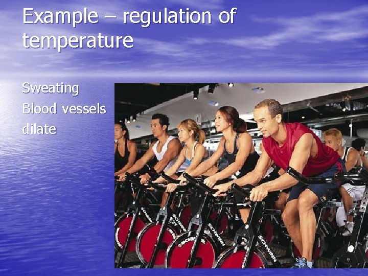 Example – regulation of temperature Sweating Blood vessels dilate 