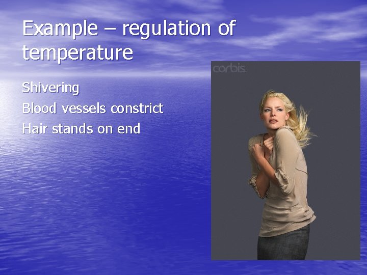 Example – regulation of temperature Shivering Blood vessels constrict Hair stands on end 