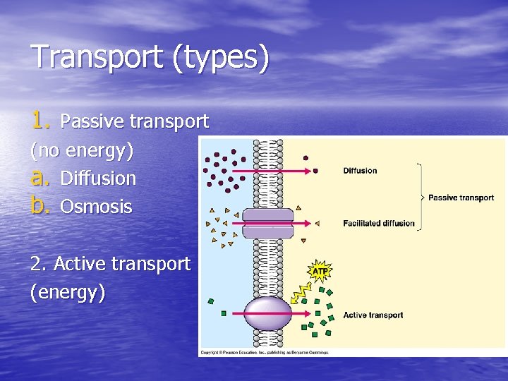 Transport (types) 1. Passive transport (no energy) a. Diffusion b. Osmosis 2. Active transport