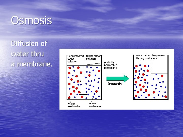 Osmosis Diffusion of water thru a membrane. 