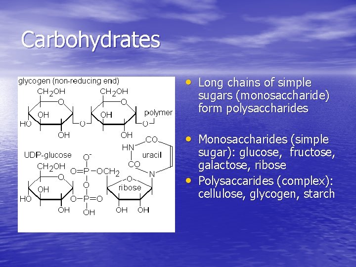 Carbohydrates • Long chains of simple sugars (monosaccharide) form polysaccharides • Monosaccharides (simple •