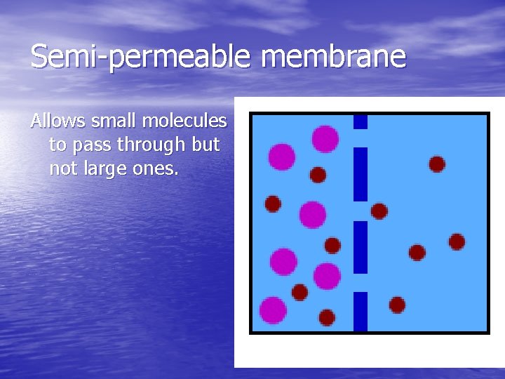 Semi-permeable membrane Allows small molecules to pass through but not large ones. 