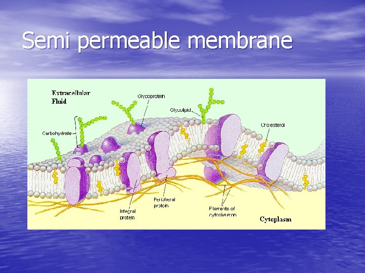 Semi permeable membrane 