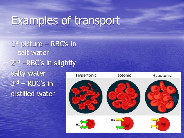 Examples of transport 1 st picture – RBC’s in salt water 2 nd –RBC’s