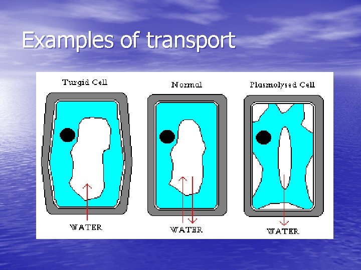 Examples of transport 