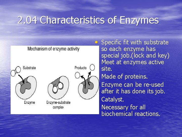 2. 04 Characteristics of Enzymes • Specific fit with substrate • • so each
