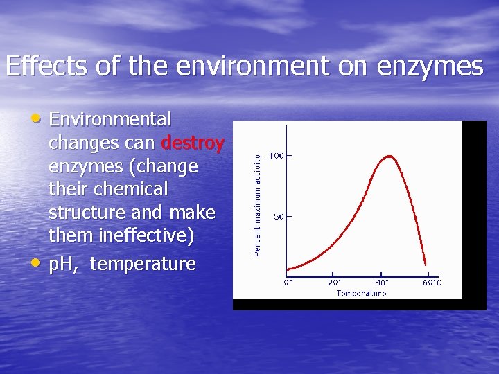 Effects of the environment on enzymes • Environmental • changes can destroy enzymes (change