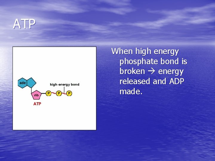 ATP When high energy phosphate bond is broken energy released and ADP made. 