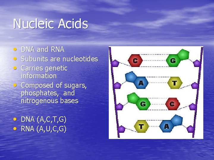 Nucleic Acids • • DNA and RNA Subunits are nucleotides Carries genetic information Composed
