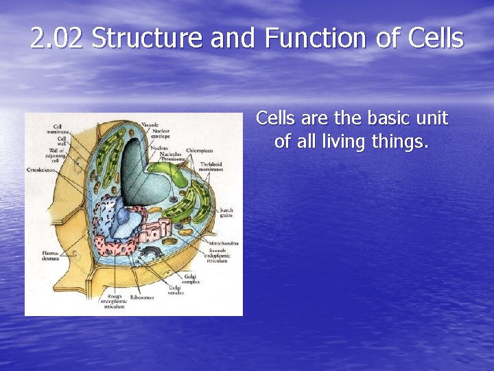 2. 02 Structure and Function of Cells are the basic unit of all living