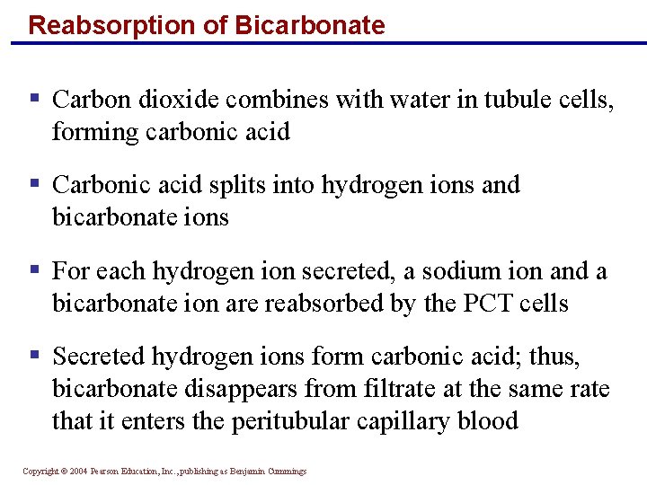 Reabsorption of Bicarbonate § Carbon dioxide combines with water in tubule cells, forming carbonic