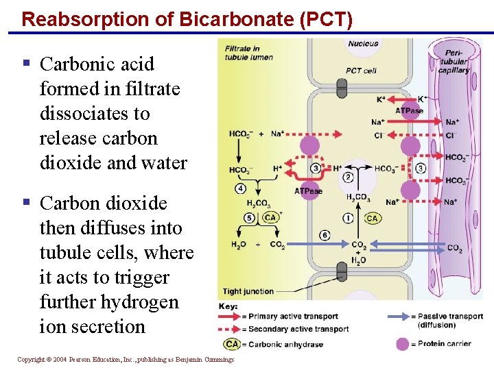 Reabsorption of Bicarbonate (PCT) § Carbonic acid formed in filtrate dissociates to release carbon