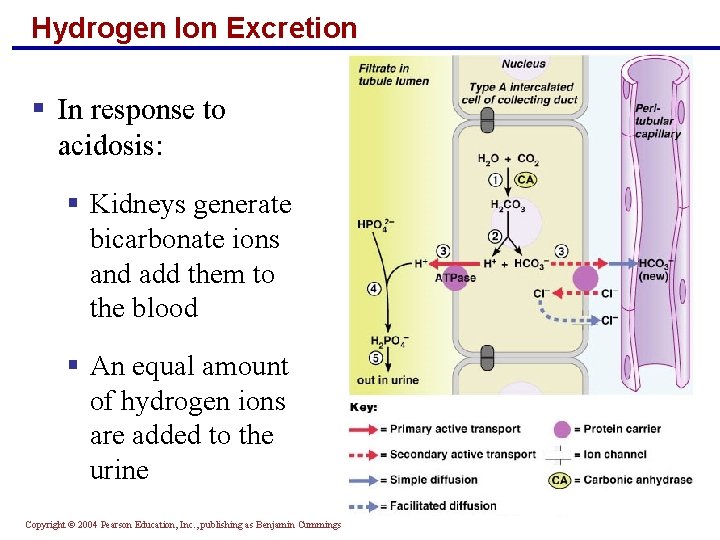 Hydrogen Ion Excretion § In response to acidosis: § Kidneys generate bicarbonate ions and