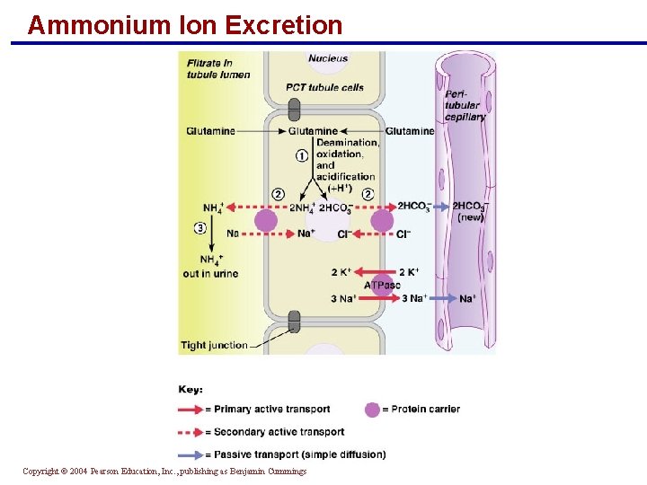 Ammonium Ion Excretion Copyright © 2004 Pearson Education, Inc. , publishing as Benjamin Cummings