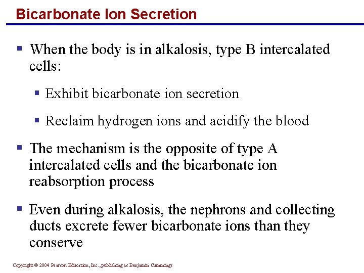 Bicarbonate Ion Secretion § When the body is in alkalosis, type B intercalated cells: