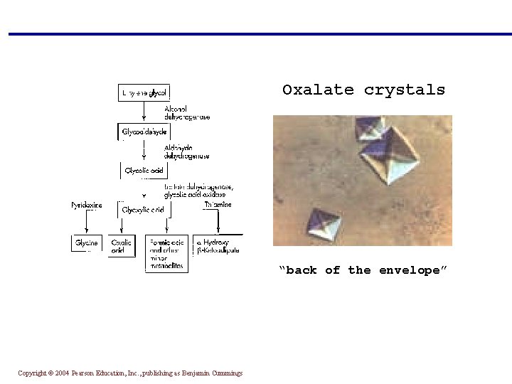 Oxalate crystals “back of the envelope” Copyright © 2004 Pearson Education, Inc. , publishing