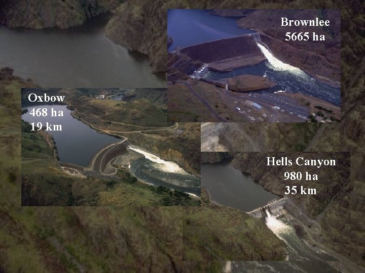 Brownlee 5665 ha Oxbow 468 ha 19 km Hells Canyon 980 ha 35 km