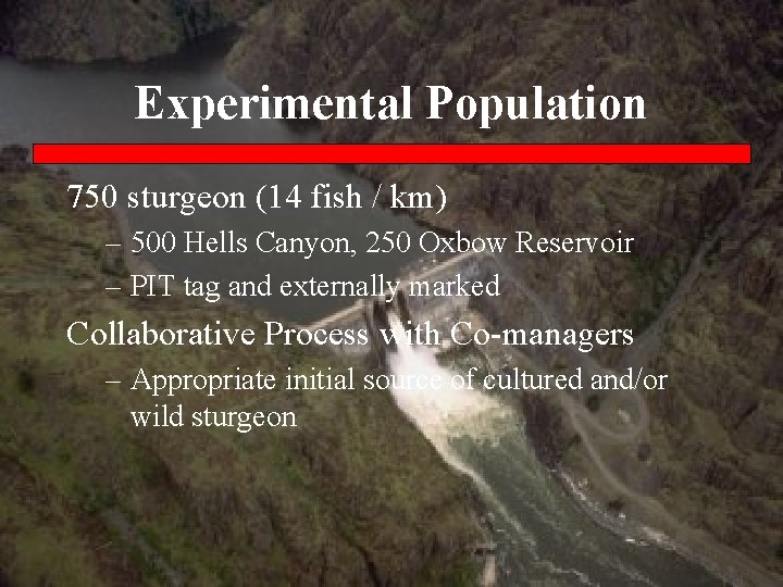 Experimental Population 750 sturgeon (14 fish / km) – 500 Hells Canyon, 250 Oxbow