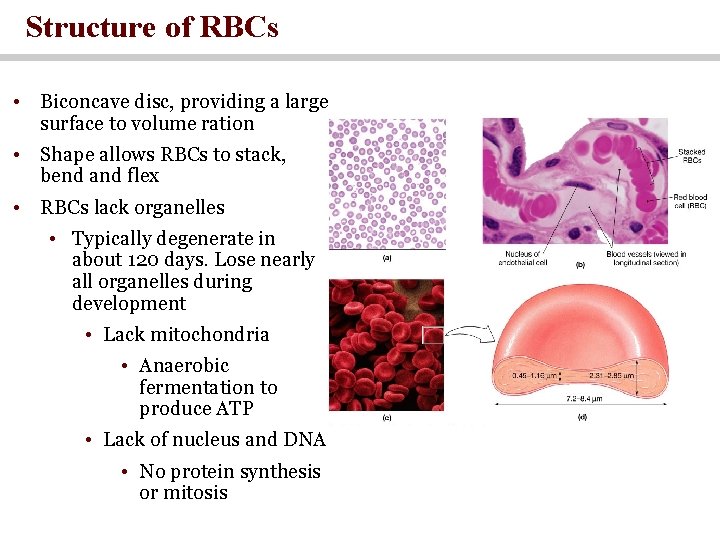 Structure of RBCs • Biconcave disc, providing a large surface to volume ration •