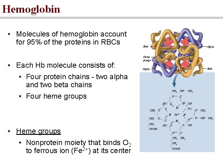 Hemoglobin • Molecules of hemoglobin account for 95% of the proteins in RBCs •