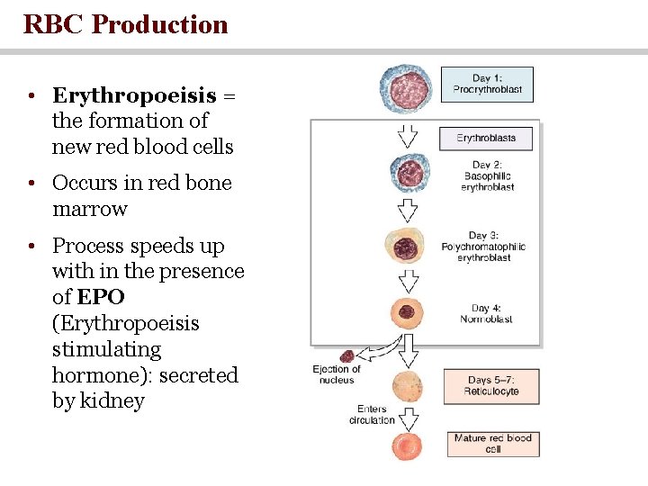 RBC Production • Erythropoeisis = the formation of new red blood cells • Occurs