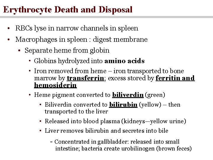 Erythrocyte Death and Disposal • RBCs lyse in narrow channels in spleen • Macrophages