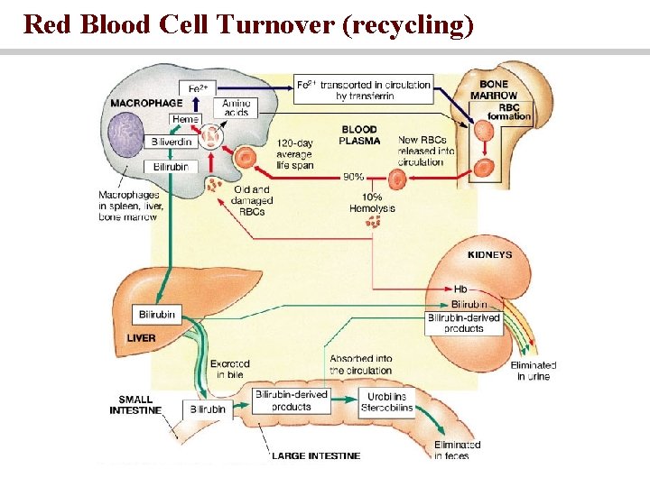 Red Blood Cell Turnover (recycling) 