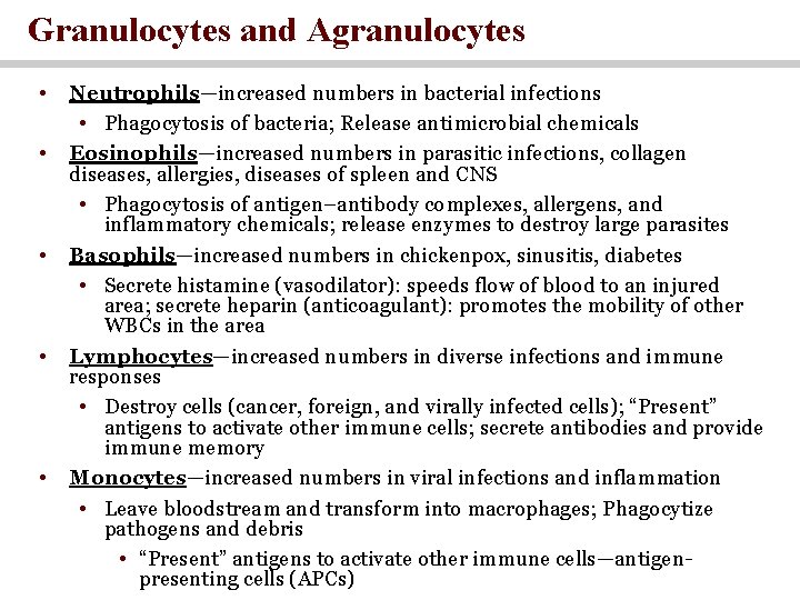 Granulocytes and Agranulocytes • • • Neutrophils—increased numbers in bacterial infections • Phagocytosis of