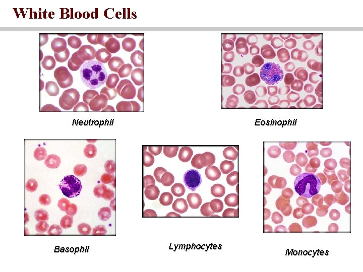 White Blood Cells Neutrophil Basophil Eosinophil Lymphocytes Monocytes 