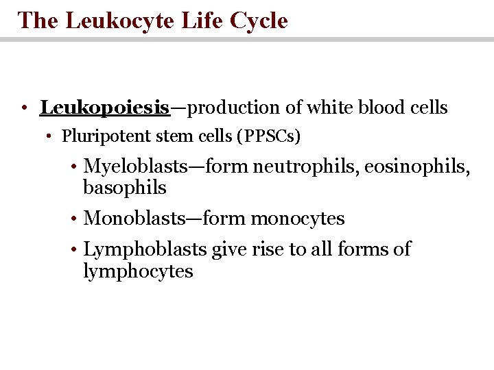 The Leukocyte Life Cycle • Leukopoiesis—production of white blood cells • Pluripotent stem cells