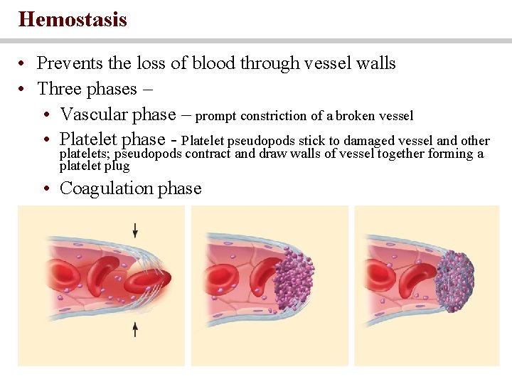 Hemostasis • Prevents the loss of blood through vessel walls • Three phases –
