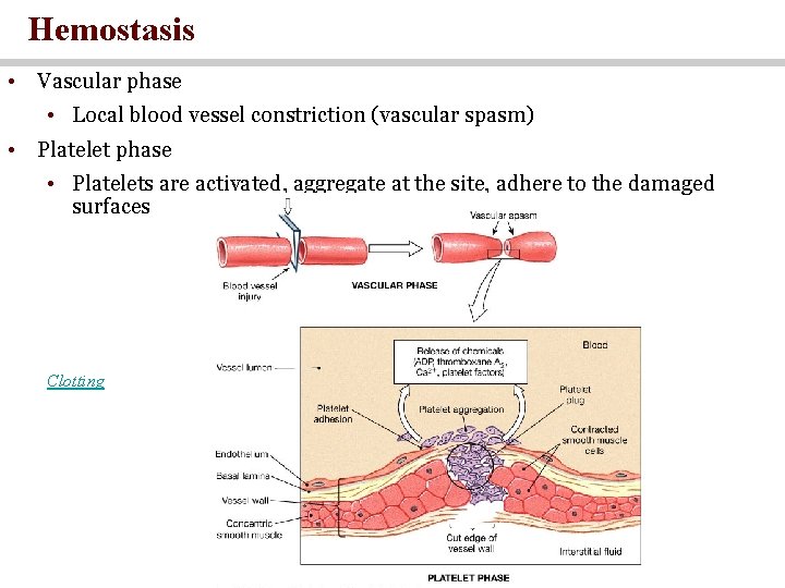 Hemostasis • Vascular phase • Local blood vessel constriction (vascular spasm) • Platelet phase