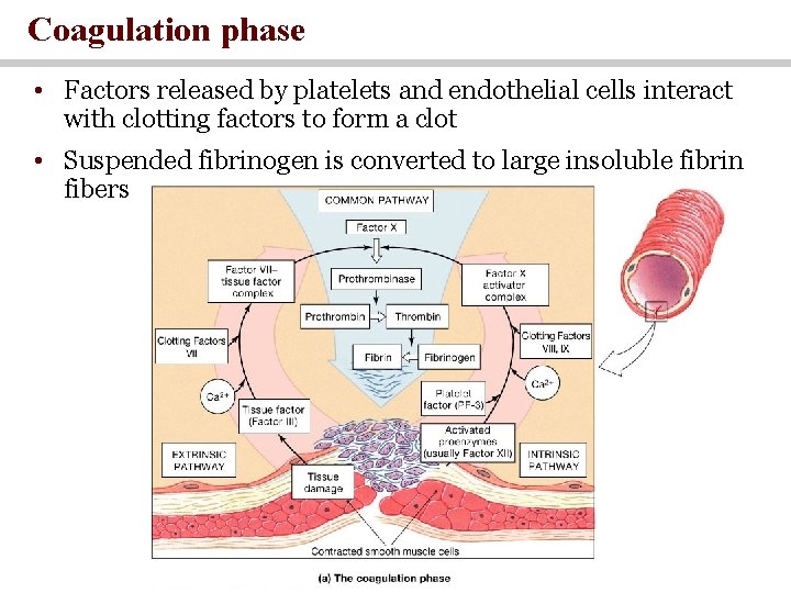 Coagulation phase • Factors released by platelets and endothelial cells interact with clotting factors