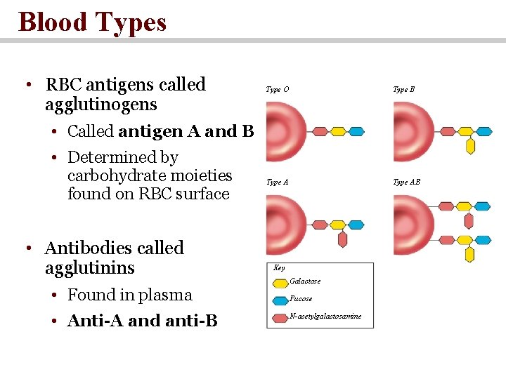 Blood Types • RBC antigens called agglutinogens Type O Type B • Called antigen