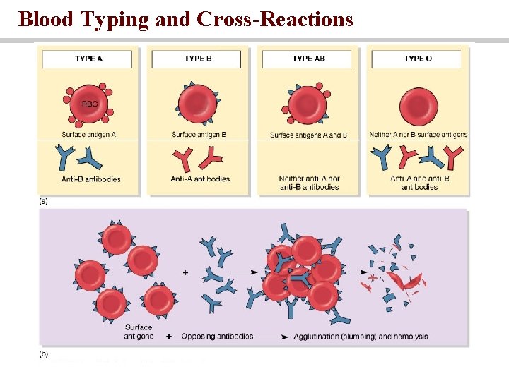 Blood Typing and Cross-Reactions 